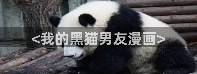 漫蛙漫画在线下载：<我的黑猫男友漫画>
